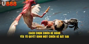 Cách chọn chiến kê